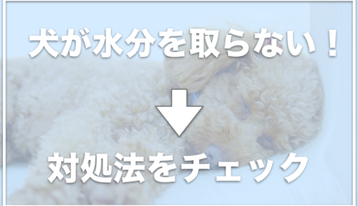 犬が水分を取らない！水分補給のためにゼリーやスポーツドリンクはいいの？