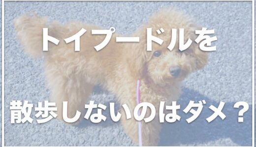 トイプードルの散歩がいらないは嘘！？散歩しないのは絶対ダメ？散歩はいつからするのがベスト？