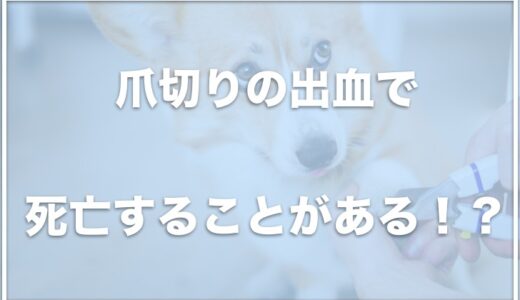 犬は爪切りの出血で死亡する！？血管が伸びてしまった時の対処は？切りすぎた場合の対処法も調査！