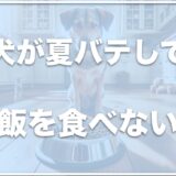 犬が夏バテしてご飯を食べない！食事のレシピは？夏バテサインの下痢・血便以外もチェック！