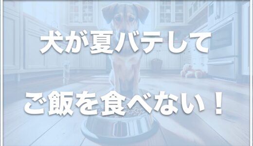 犬が夏バテしてご飯を食べない！食事のレシピは？夏バテサインの下痢・血便以外もチェック！