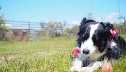 犬の登録を忘れていた！？登録してないと罰金なの！？火葬ができないことも