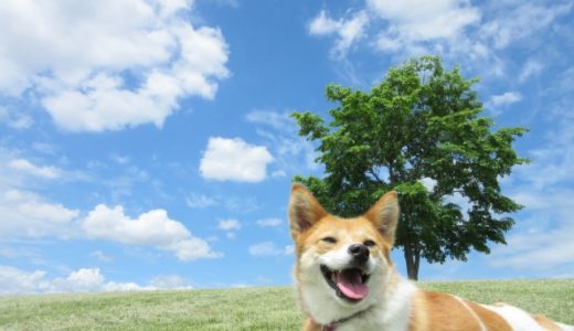 犬が死んだら保健所に行って手続きをするの？することをチェック！