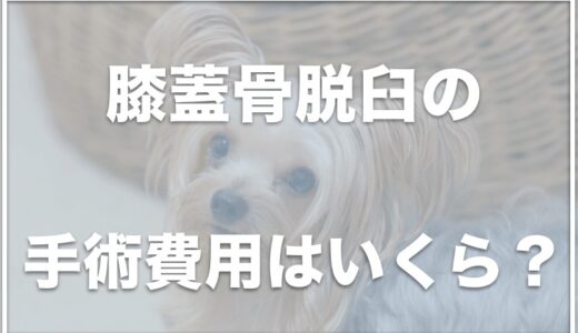 パテラ手術後の過ごし方！犬のパテラマッサージのやり方は？手術しない選択もあるの？