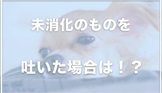 犬が吐く！ドッグフードが未消化のもの・ふやけたドックフードを吐くならこれをチェック