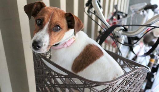 犬を自転車かごに入れるのはNG！？道路交通法違反になるの？カゴから落ちる子も！