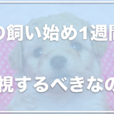 子犬は最初の1週間は無視&ケージに入れっぱなしがいいってホント？飼い始め一週間で留守番させるのはいいか調査！