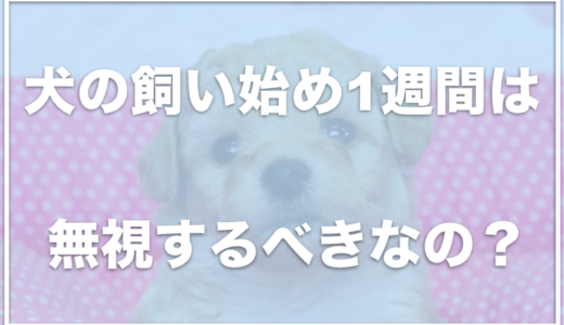 子犬は最初の1週間は無視&ケージに入れっぱなしがいいってホント？飼い始め一週間で留守番させるのはいいか調査！