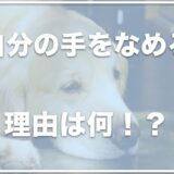 犬が自分の手をなめる理由は何？病気やストレス・アレルギーが原因かも！？