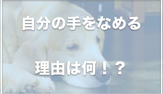 犬が自分の手をなめる理由は何？病気やストレス・アレルギーが原因かも！？