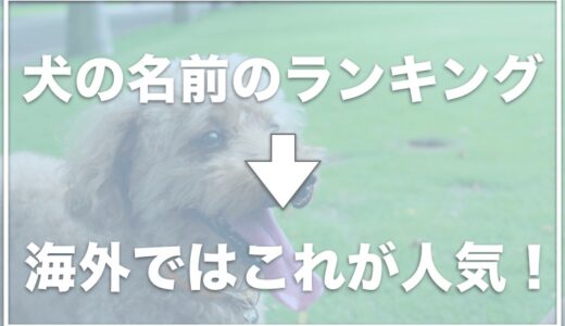 海外セレブの犬の名前は？犬の名前のランキング海外編も調査！