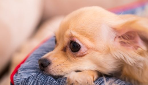 犬に留守番を長時間させるときにはケージから出す？長時間の留守番でトイレを失敗しないためにどうする？