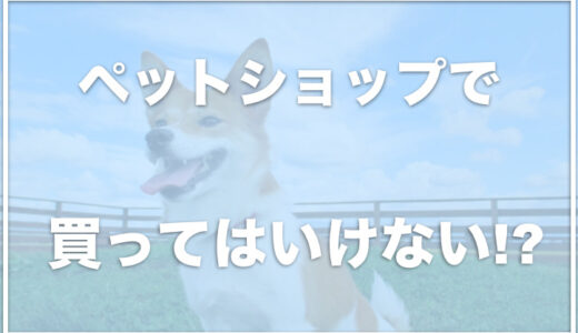 【驚愕】ペットショップで犬を買ってはいけない理由に驚愕！？ペットショップで買う人が嫌いという人も！