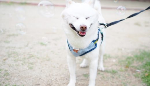 犬のマーキングと排尿の違いは何？マーキング防止グッズも紹介！