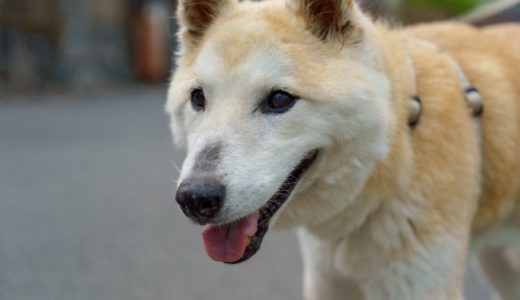 犬の寿命を20年以上に伸ばすために飼い主ができることは3つ！