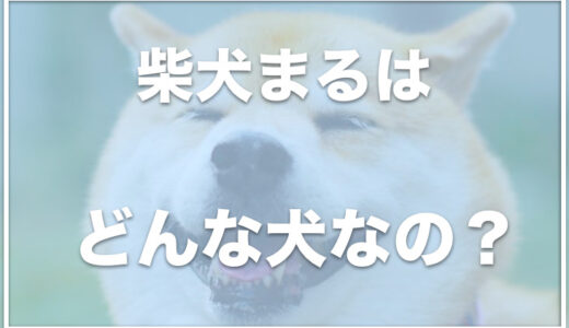 柴犬まるは亡くなった？年取ったからかわいそう？病気を抱えているのか調査！