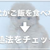 子犬がご飯を食べないで遊ぶ！元気なのにご飯を食べない原因と対処法がこちら