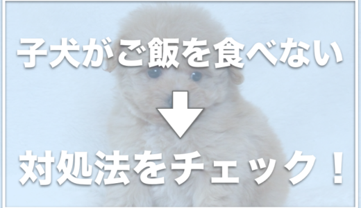 子犬がご飯を食べないで遊ぶ！元気なのにご飯を食べない原因と対処法がこちら