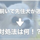 多頭飼いで先住犬が逃げる！先住犬が子犬を嫌がる場合はチェック！