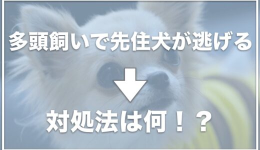 多頭飼いで先住犬が逃げる！先住犬が子犬を嫌がる場合はチェック！