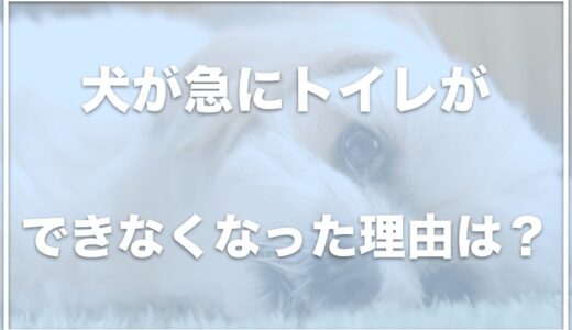 突然犬がトイレでしなくなったのはなぜ？トイレを覚えたのに失敗する理由をチェック！