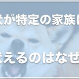 犬が特定の家族に吠える！家族が動くと吠える・旦那にだけ吠える理由も調査！