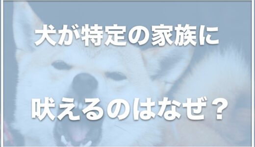 犬が特定の家族に吠える！家族が動くと吠える・旦那にだけ吠える理由も調査！