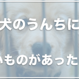 犬の便の表面が白いから心配！白い塊やうんちに白い膜がある場合は注意？