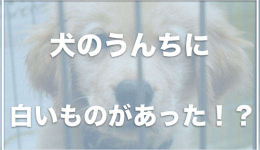 犬の便の表面が白いから心配！白い塊やうんちに白い膜がある場合は注意？