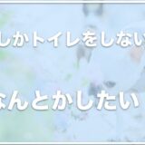 外でしかトイレをしない犬は雨の日が大変！1日の回数は？留守番の時間が心配ならこの対処法をチェック！