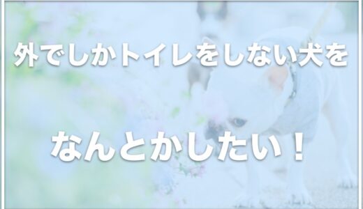 外でしかトイレをしない犬は雨の日が大変！1日の回数は？留守番の時間が心配ならこの対処法をチェック！