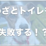 犬がトイレを失敗するようになった!トイレ以外でするのはわざと？お漏らしが突然増えた・粗相を急にするようになったらこれを見て!