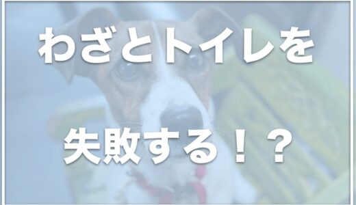 犬がトイレを失敗するようになった!トイレ以外でするのはわざと？お漏らしが突然増えた・粗相を急にするようになったらこれを見て!