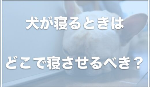 犬が寝る時はクレート(ケージ)を閉める？電気はすべて消すかも調査！