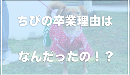 志村どうぶつ園のちびの卒業理由は何だったの？現在の飼い主は朝日山親方？