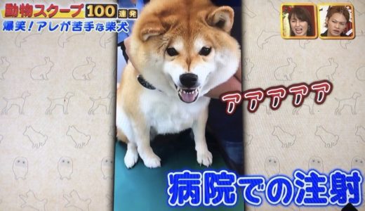 柴犬ハナちゃんの予防注射をイヤイヤ打たれる動画が可愛い！雪遊びや窓から顔を出す動画も！