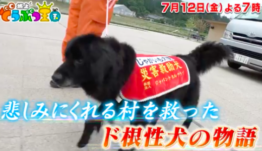 災害救助犬じゃがいもの犬種は何？性格は臆病でそれが原因で10回試験に落ちた？