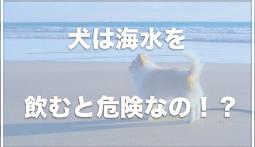 犬は海水を飲んだら死亡する！？飲むのは危険？皮膚には悪いのか調査！