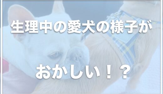 犬が生理(ヒート)中によく寝る・元気ない！嘔吐する場合の対処法は？