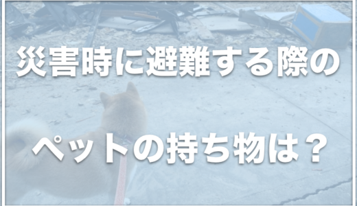 災害時のペットの持ち物は？災害対策には何が必要？犬のために防災で必要なものをチェック！