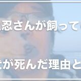 坂上忍の亡くなった犬(リク)の死因は？1年弱で亡くなることになった原因は？ 犬のために新居を建てた決意が凄い！