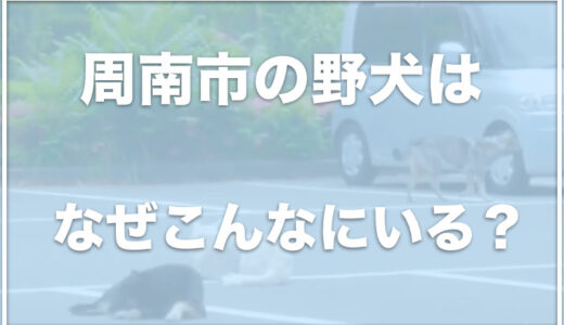 山口県周南市の野犬はなぜたくさんいる？緑地公園の野犬は保護される？虐待問題も！