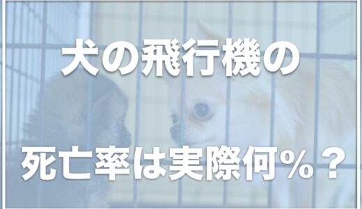 犬が飛行機で死亡する理由は？死亡率は0.02%と低い？チワワの死亡事故があり可哀想という声も