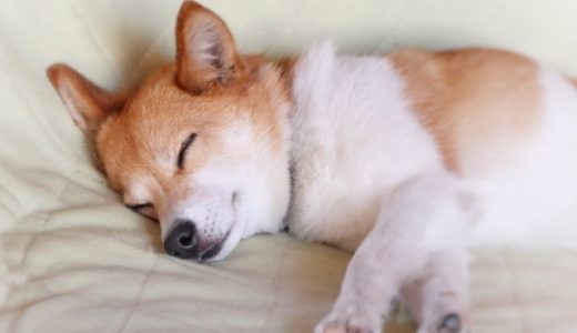 犬が避妊手術後に元気ないのは痛みが原因？いつまで痛いのか震えや性格についても！