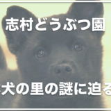 志村どうぶつ園の日本犬の里では死亡事故が起きていた！？終了した理由は何？