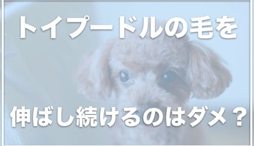 【衝撃】トイプードルの毛をカットしないとどうなる？伸ばしっぱなしにすると危険！？