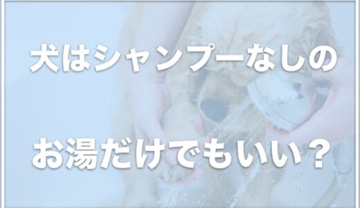 犬はシャンプーなしのお湯だけで洗うのもいい？お湯洗いなら毎日入るのもOK？水洗いのみの頻度も調査！