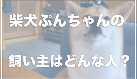 柴犬ぷんちゃんの飼い主はどんな人？犬の手作りご飯で注意・批判されたの？