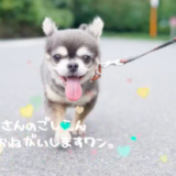 ラズおじさんの飼い主は長屋有紀さん！？犬種はチワワでグッズもあるの？