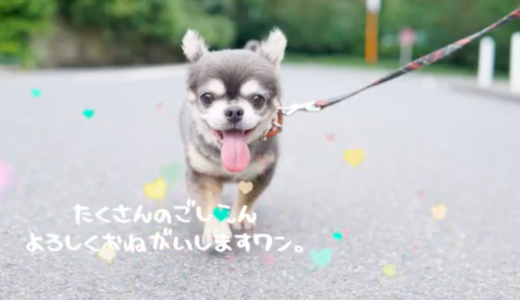 ラズおじさんの飼い主は長屋有紀さん！？犬種はチワワでグッズもあるの？